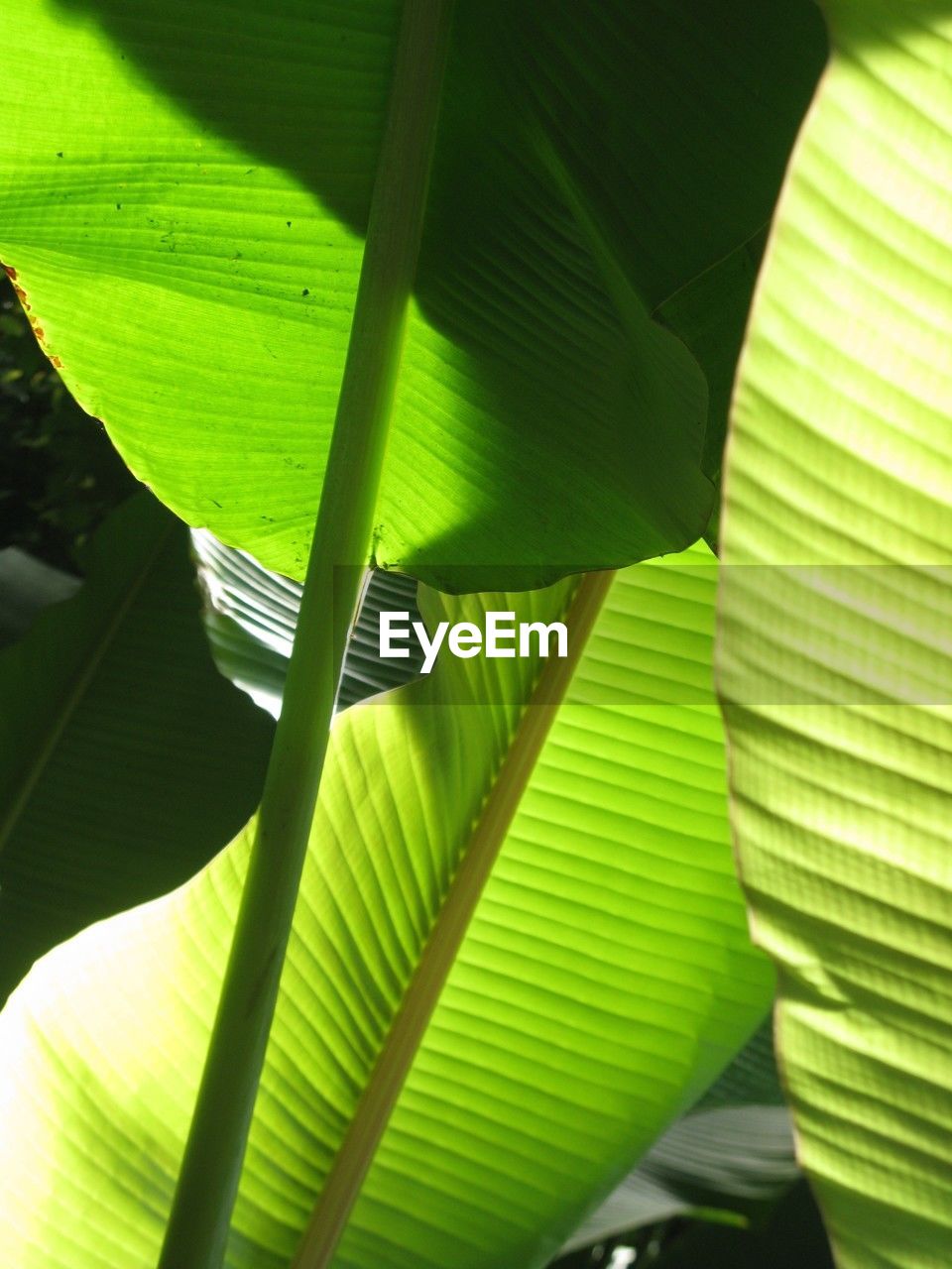 green, leaf, plant part, banana leaf, plant, yellow, nature, palm leaf, growth, palm tree, beauty in nature, close-up, no people, tropical climate, banana tree, tree, leaves, sunlight, flower, banana, day, freshness, plant stem, outdoors, leaf vein, pattern, backgrounds, full frame