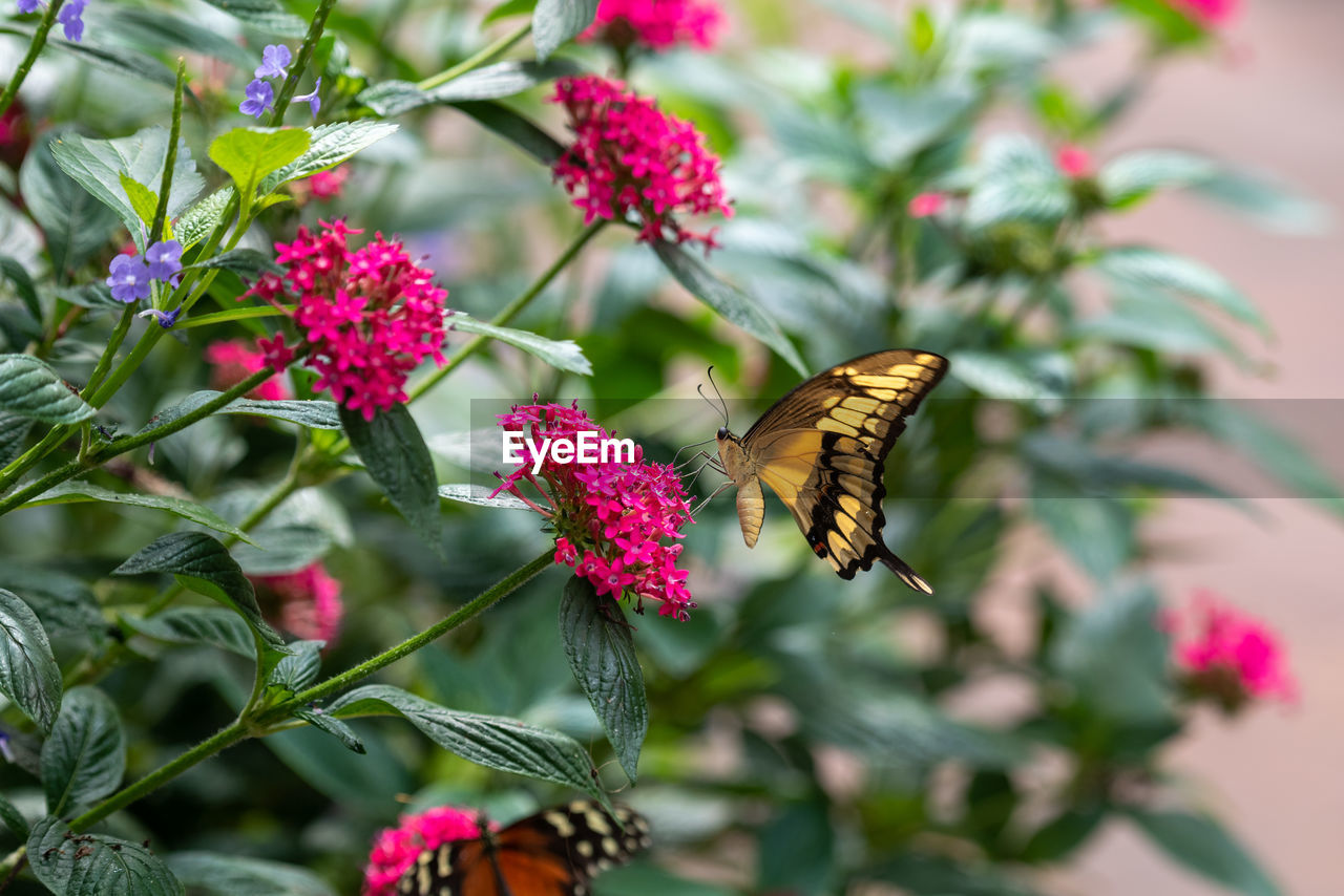 Close-up of butterfly pollinating on flower