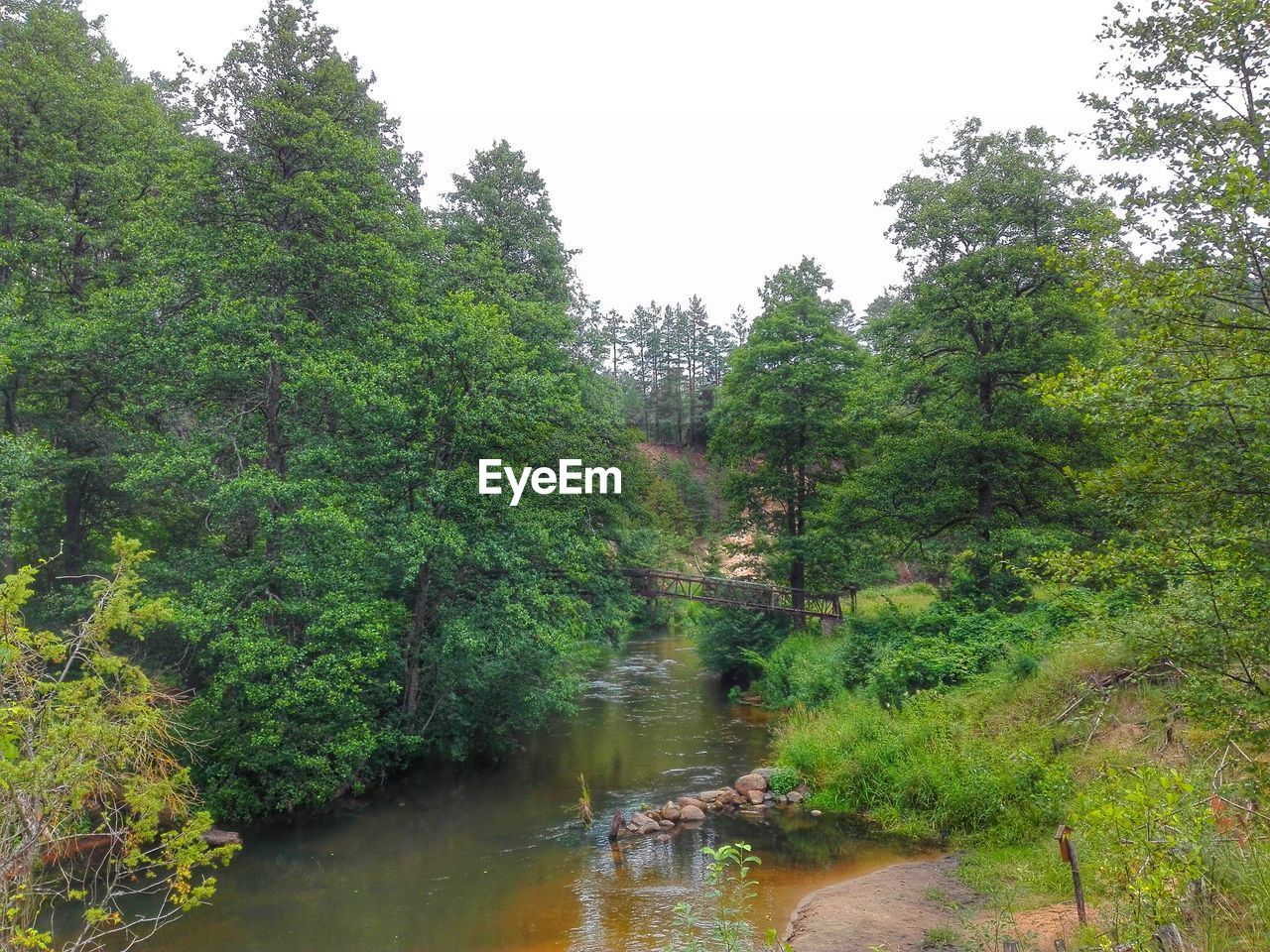 River amidst trees in forest against clear sky