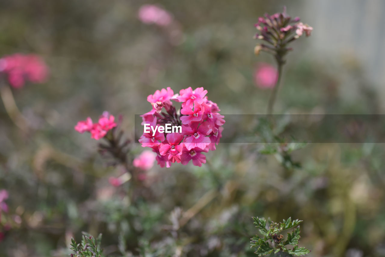 Close-up of pink flowering plant on field