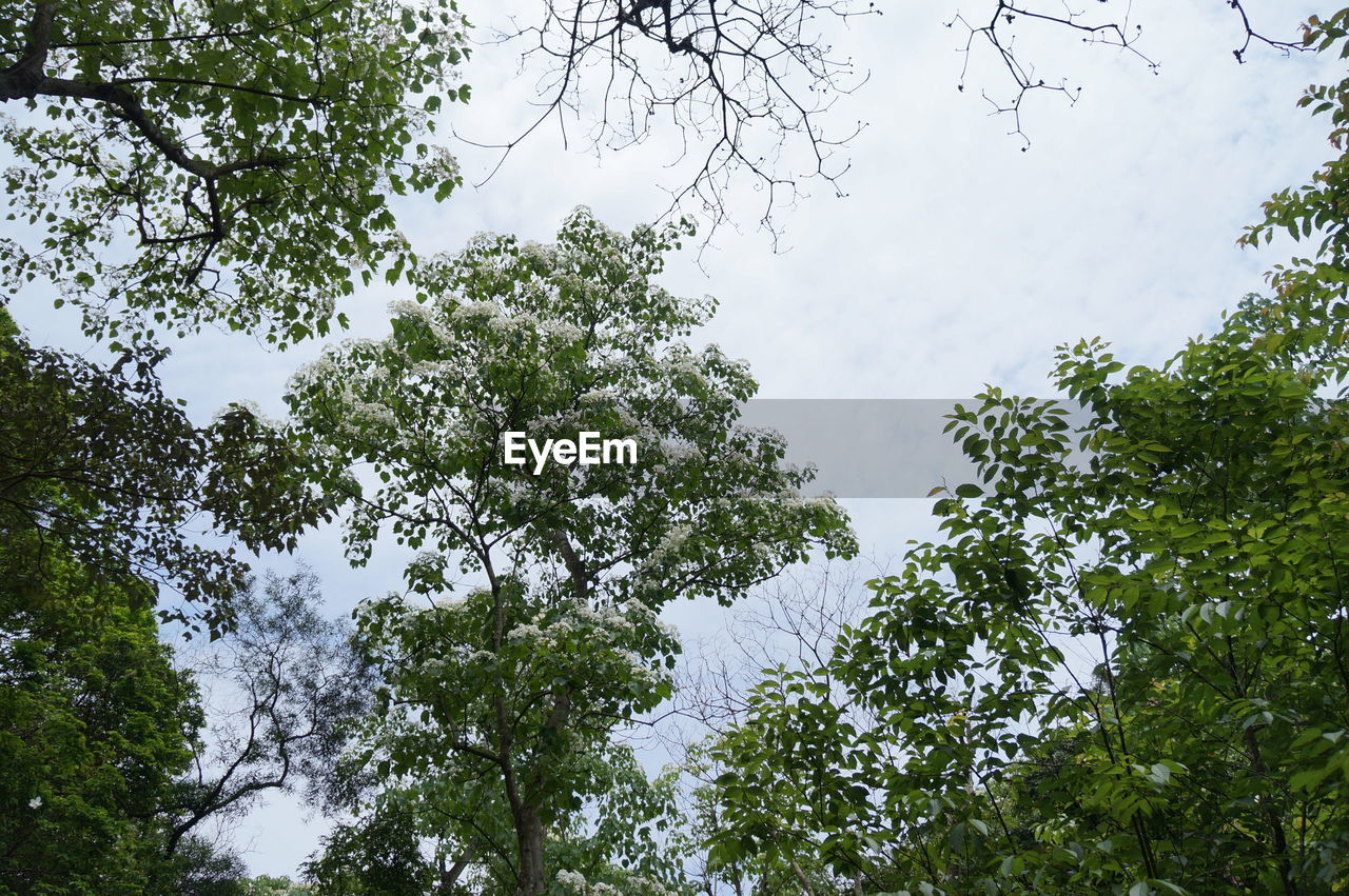 LOW ANGLE VIEW OF TREES AGAINST SKY IN FOREST