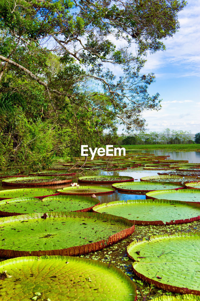 Large water lily leaf floating on water