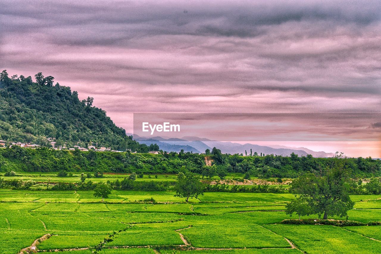 SCENIC VIEW OF FARM AGAINST SKY