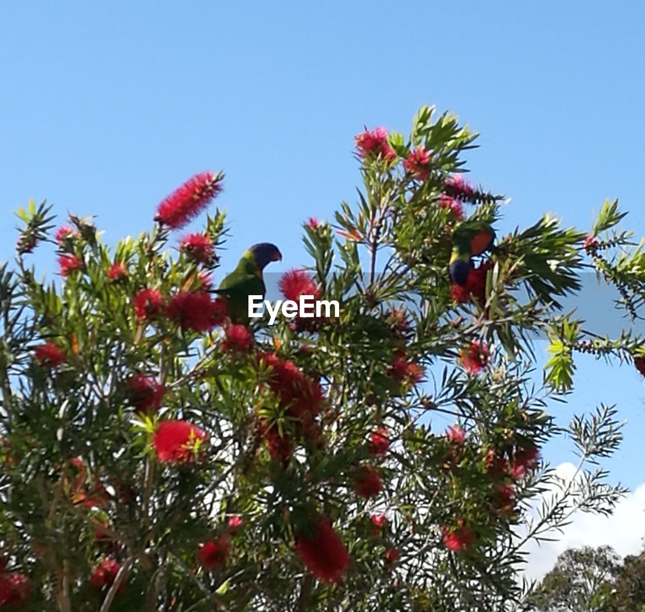 LOW ANGLE VIEW OF FLOWERING PLANT AGAINST CLEAR SKY