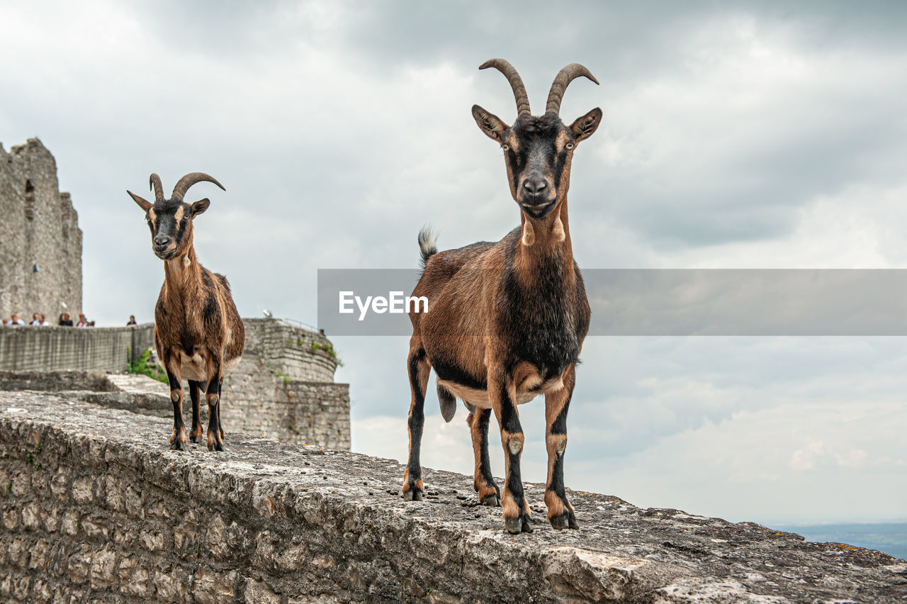 Two goats standing on a wall on castle hohenneuffen