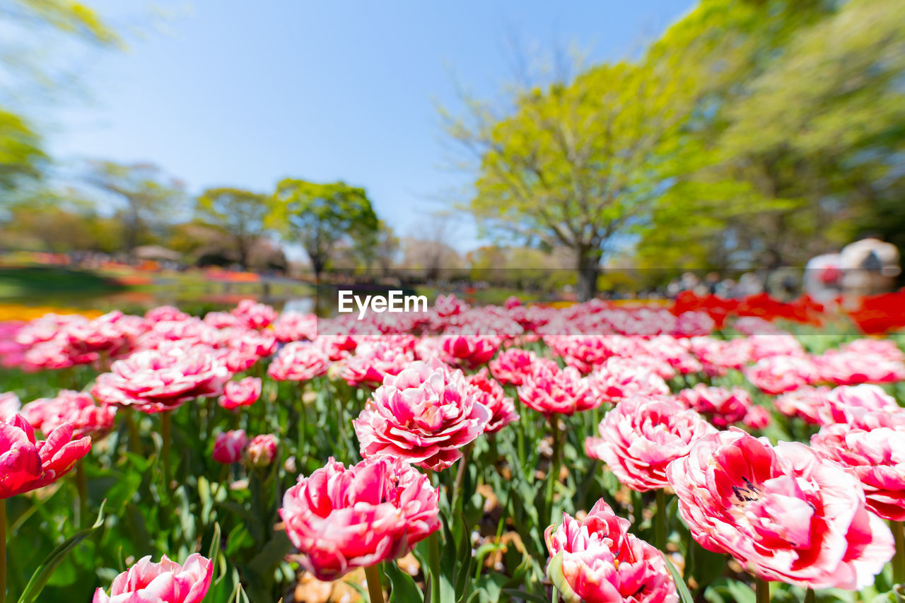 Close-up of pink flowers on field against sky