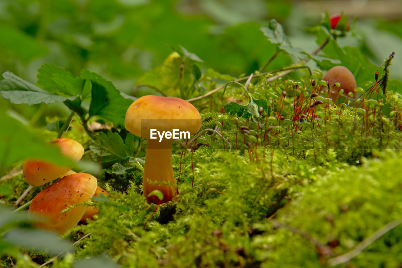 CLOSE-UP OF MUSHROOM GROWING ON TREE