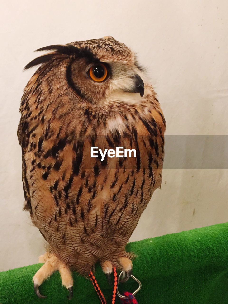 CLOSE-UP OF OWL PERCHING ON HUMAN HAND