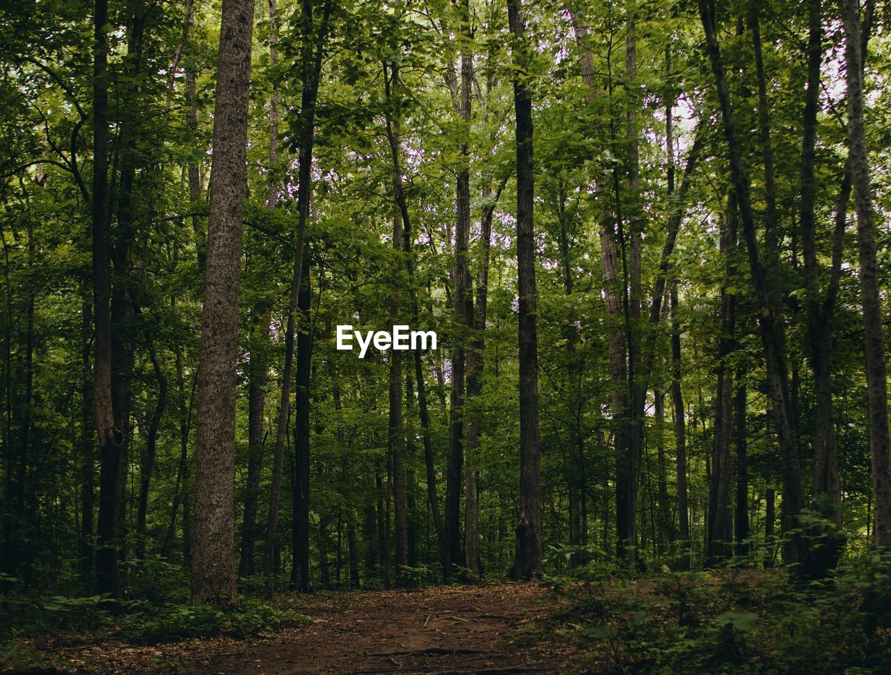 Walkway amidst trees in forest