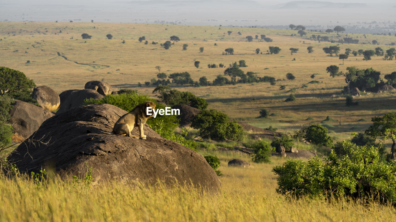 A male lion sits on a rock and enjoys the sun in the early morning