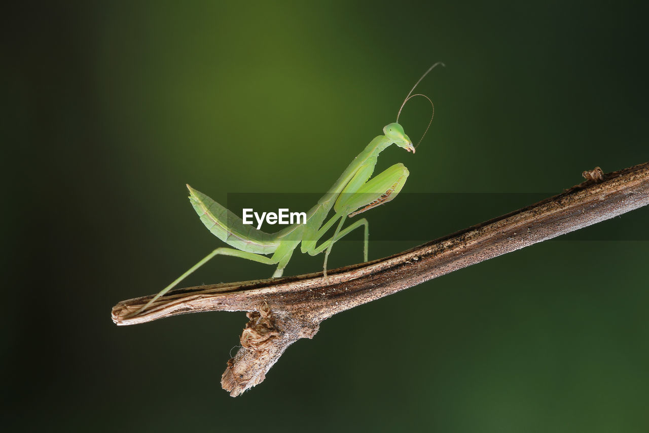 Close-up of insect on leaf