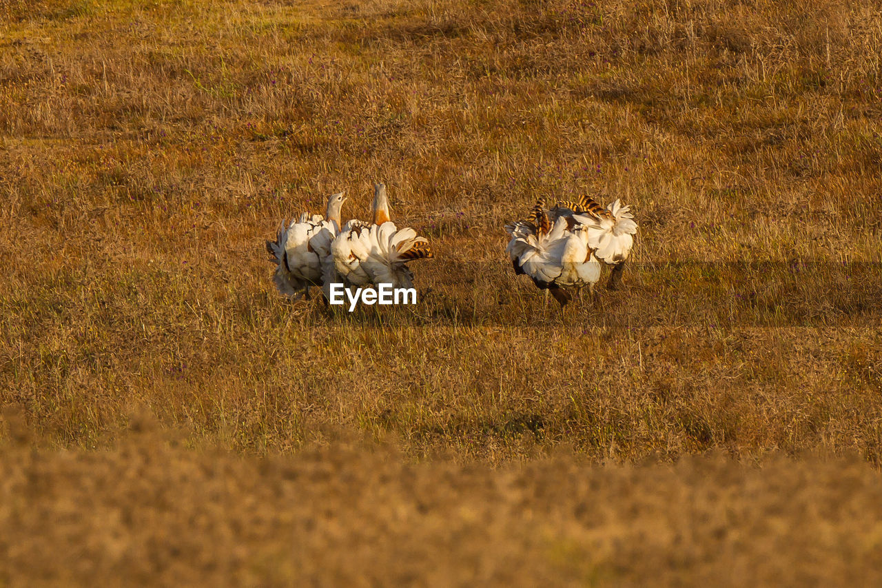 FLOCK OF SHEEP IN THE FIELD