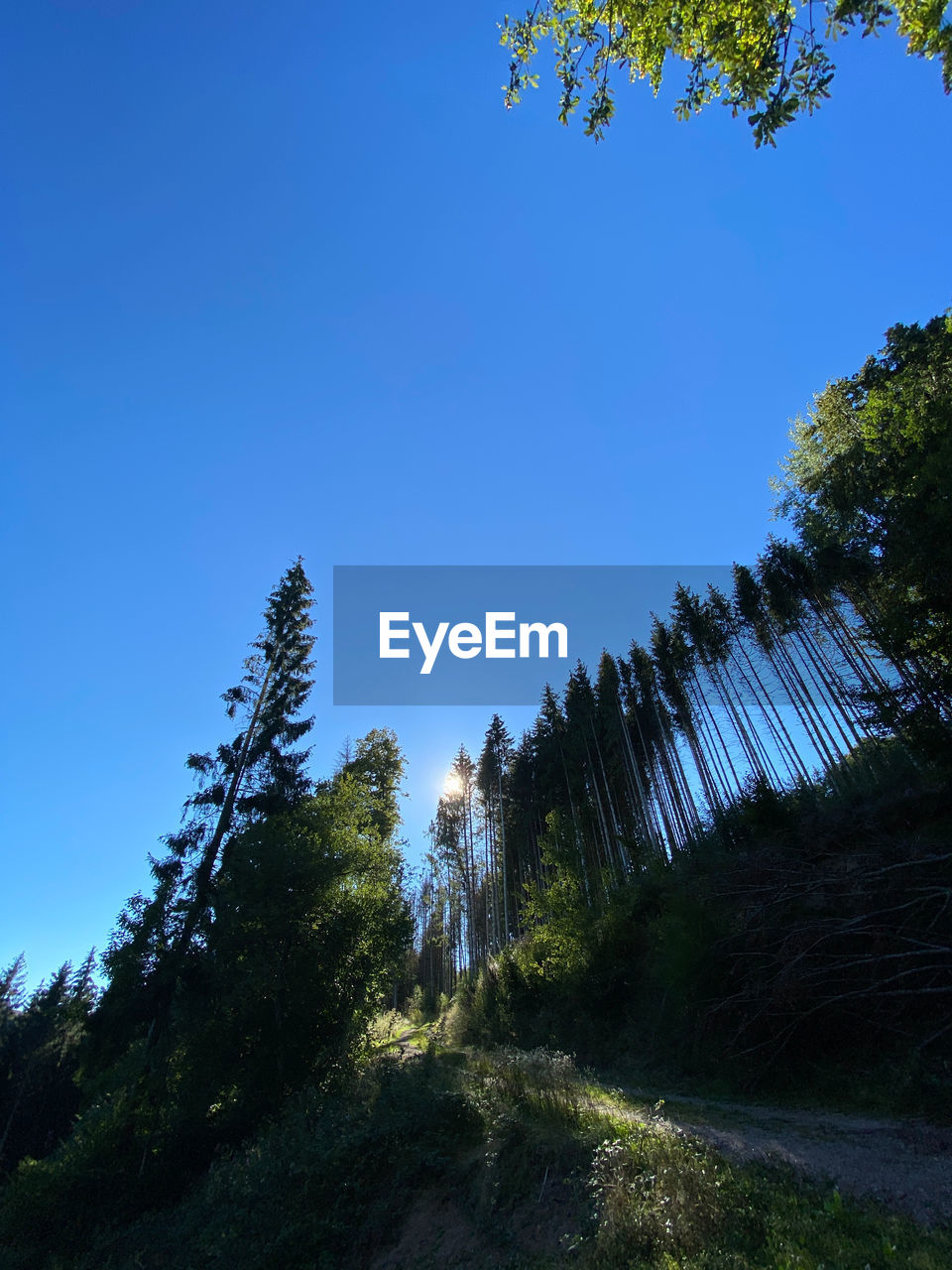 LOW ANGLE VIEW OF TREES AGAINST BLUE SKY