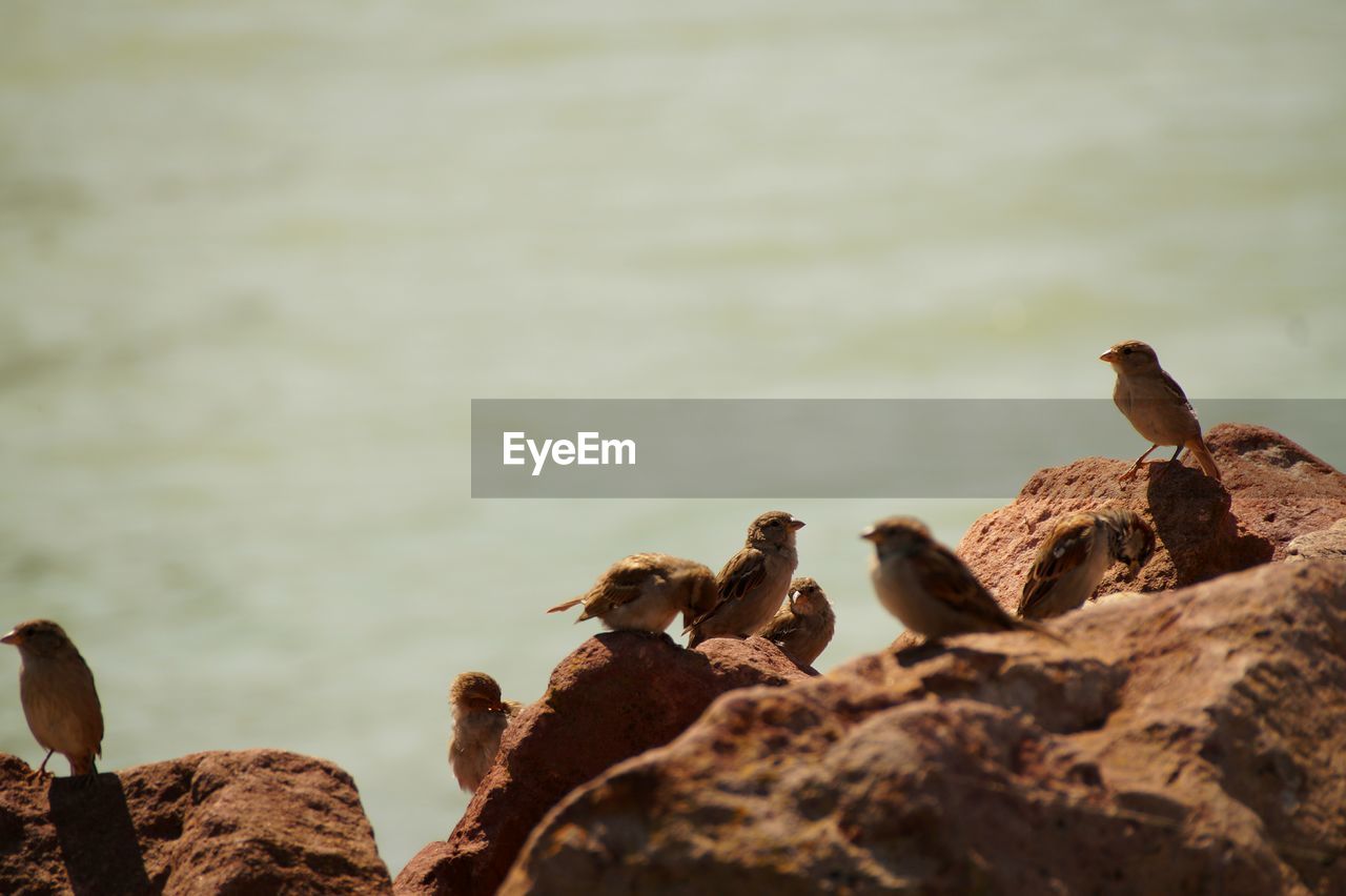 Birds perching on rock 