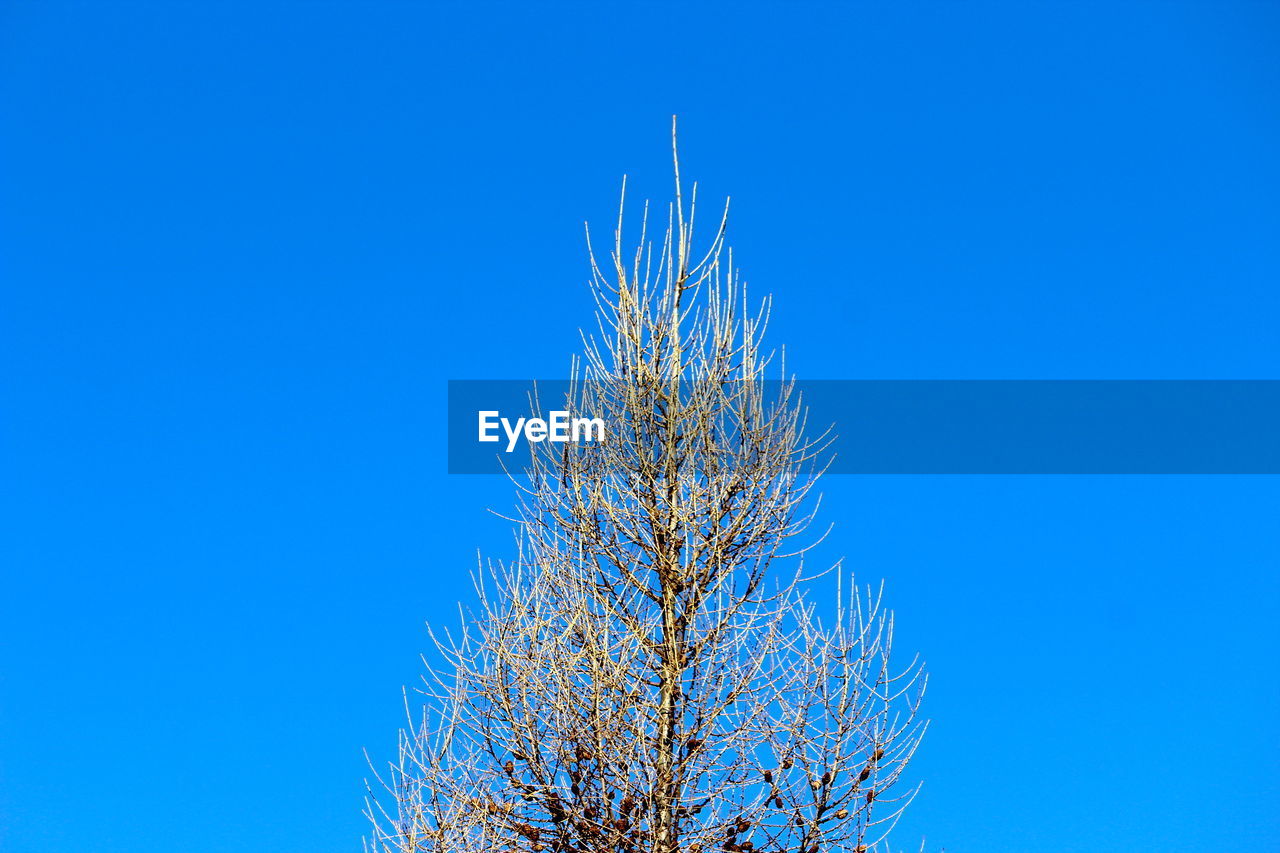 Low angle view of flowering plant against blue sky