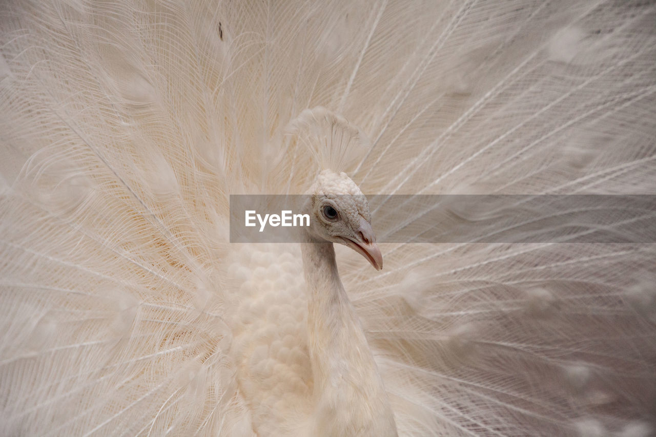 Impressive displaying male white peacock pavo cristatus.