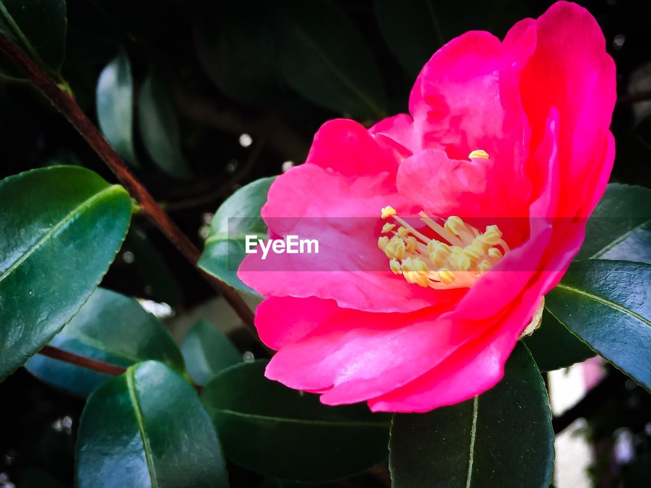 CLOSE-UP OF PINK FLOWER WITH WATER