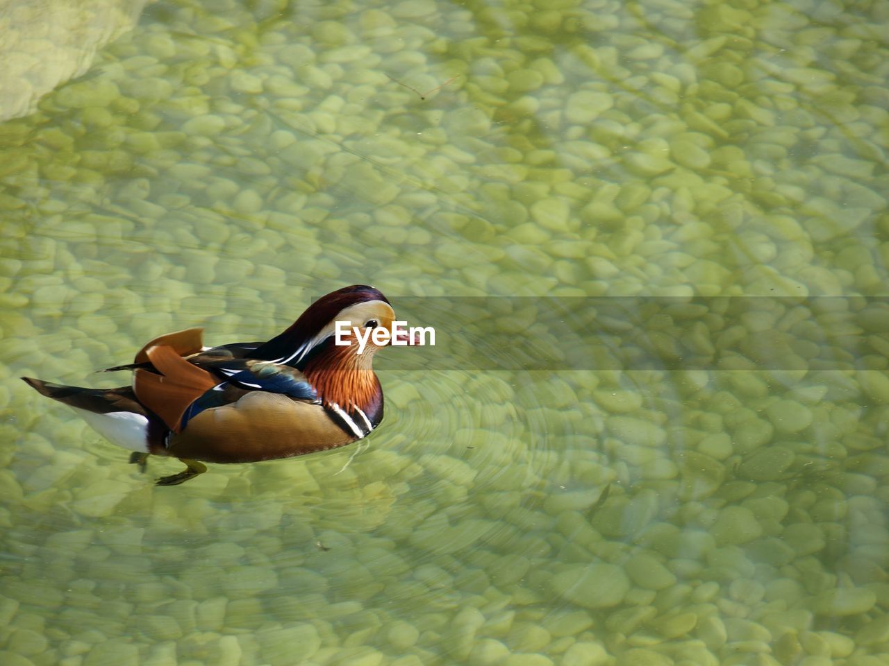 CLOSE-UP OF DUCK ON LAKE