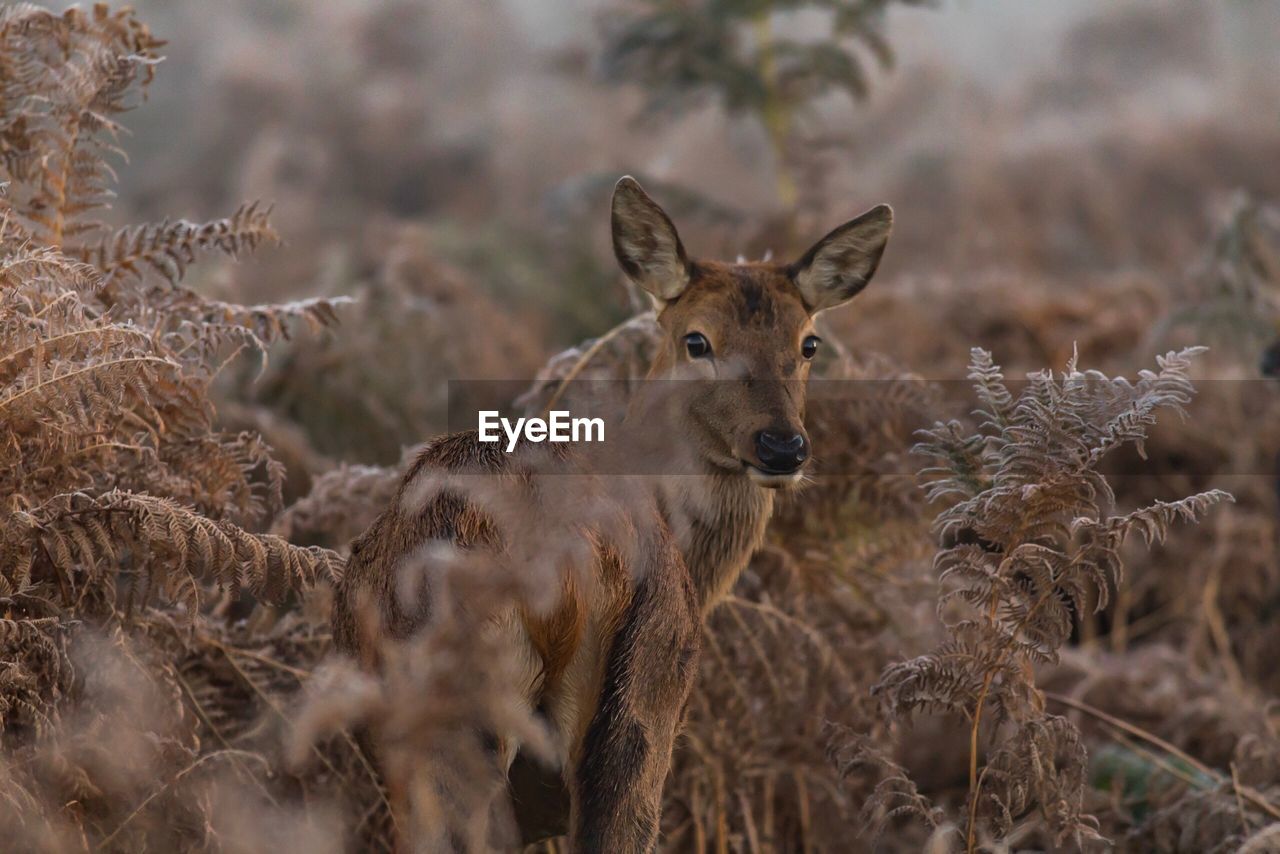 Portrait of fawn standing amidst plants on field
