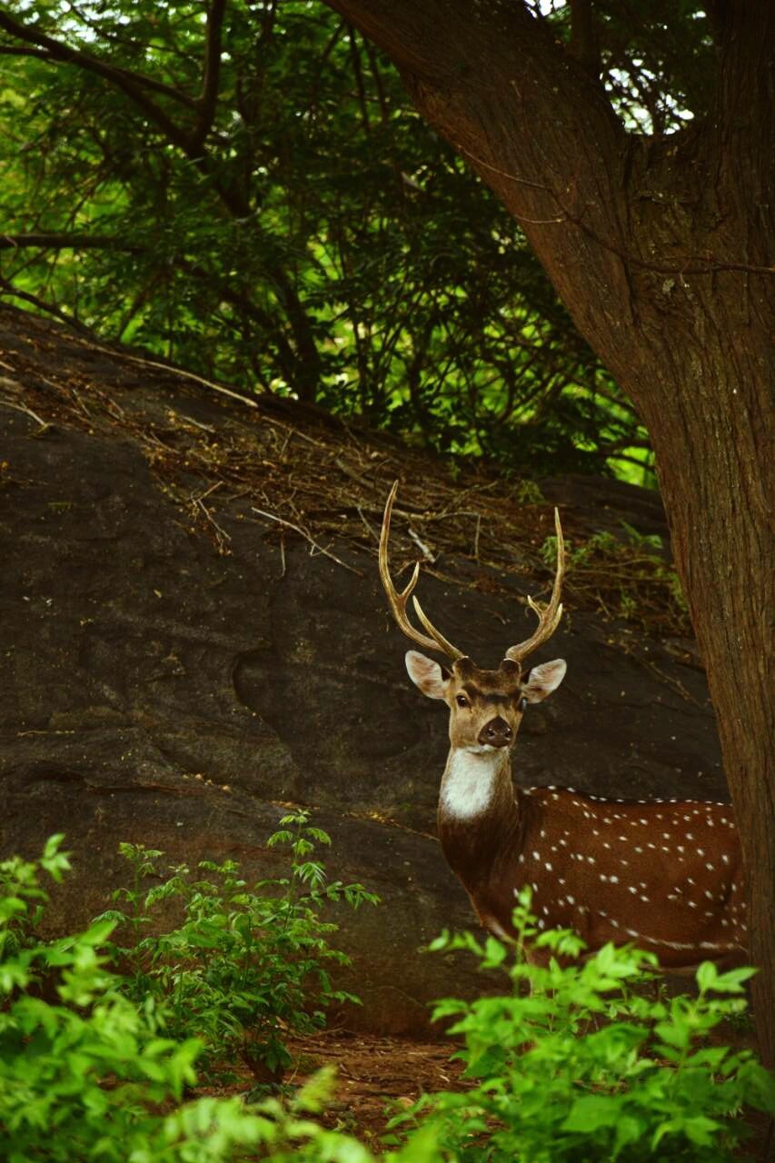 PORTRAIT OF DEER BY TREE IN FOREST