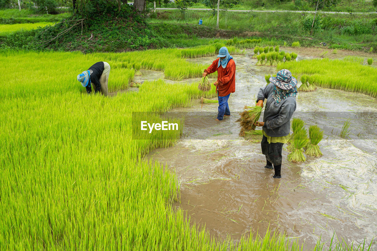 REAR VIEW OF PEOPLE WALKING ON ROAD