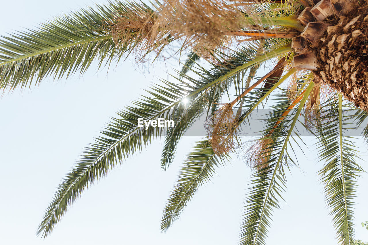 LOW ANGLE VIEW OF PALM TREE AGAINST SKY