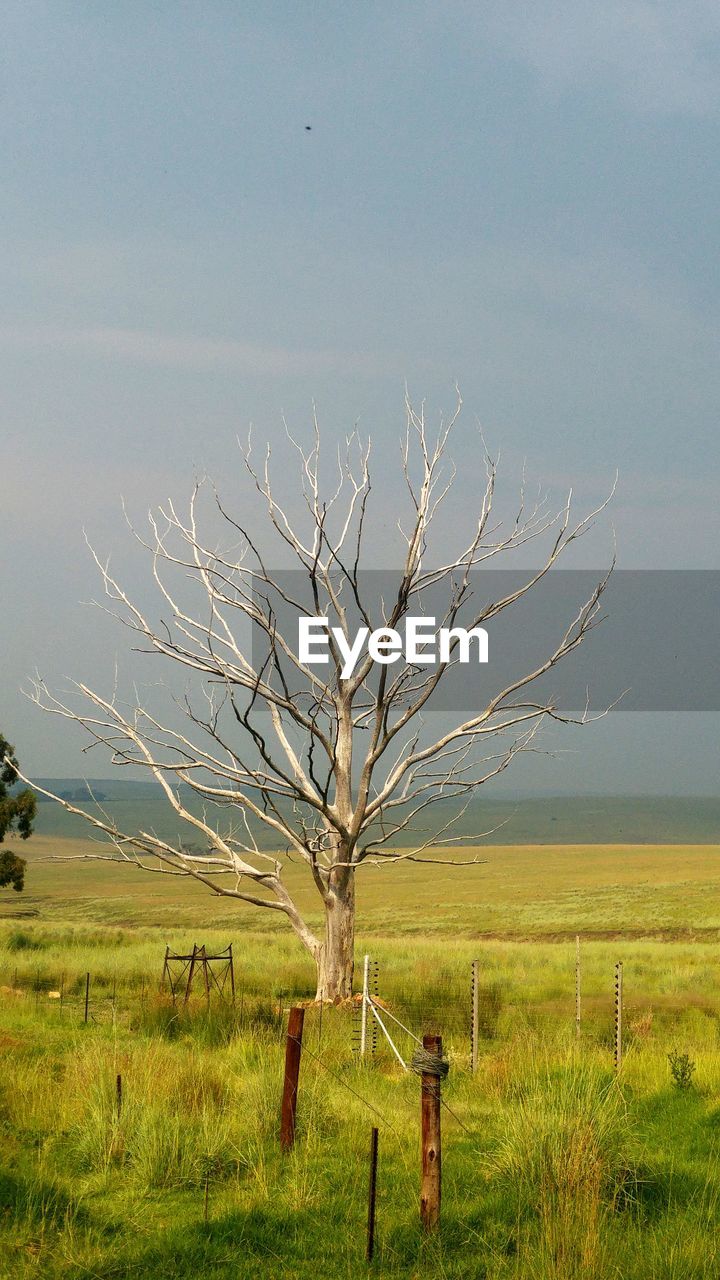 BARE TREE ON FIELD