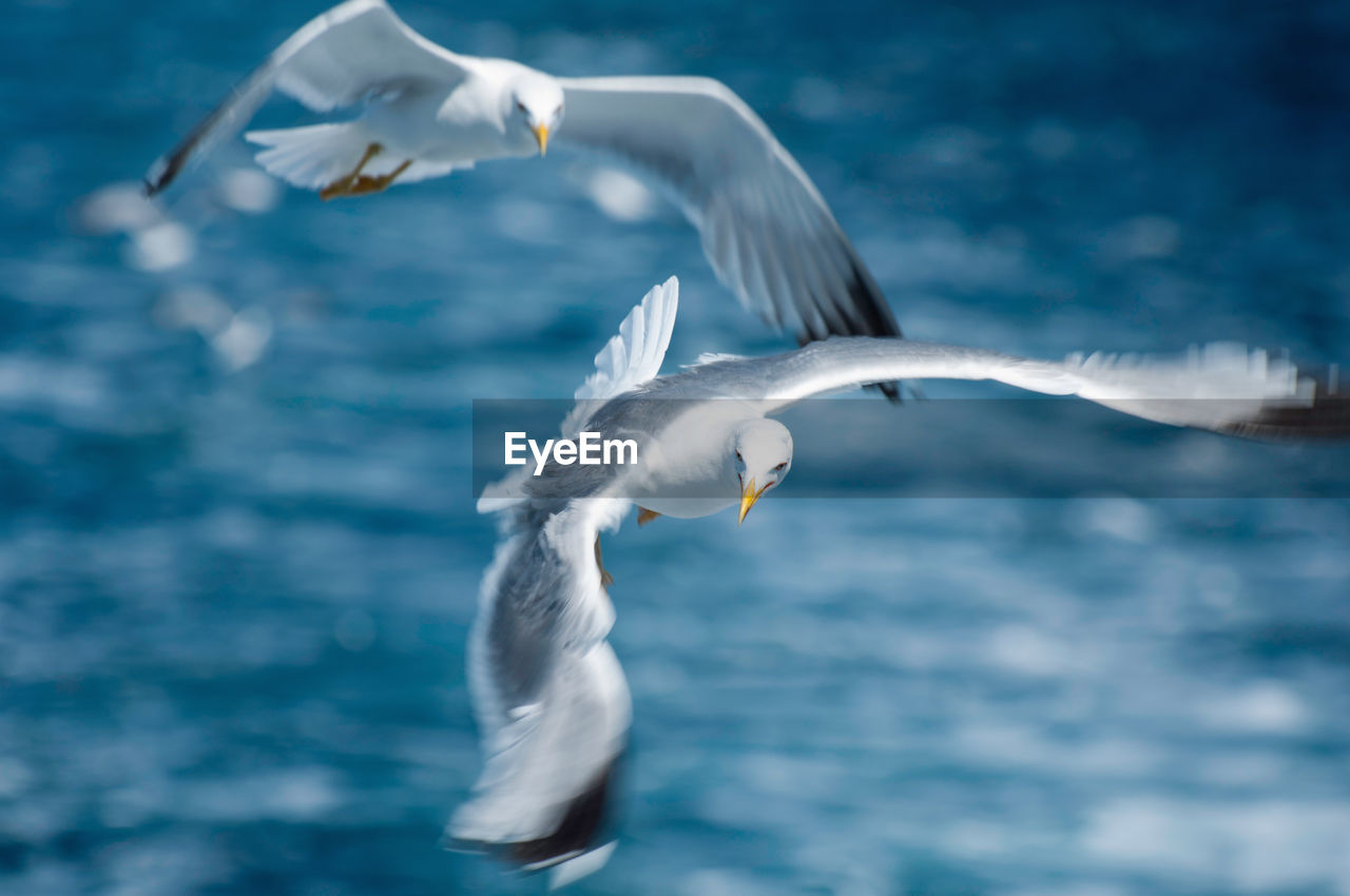 Seagulls flying over sea