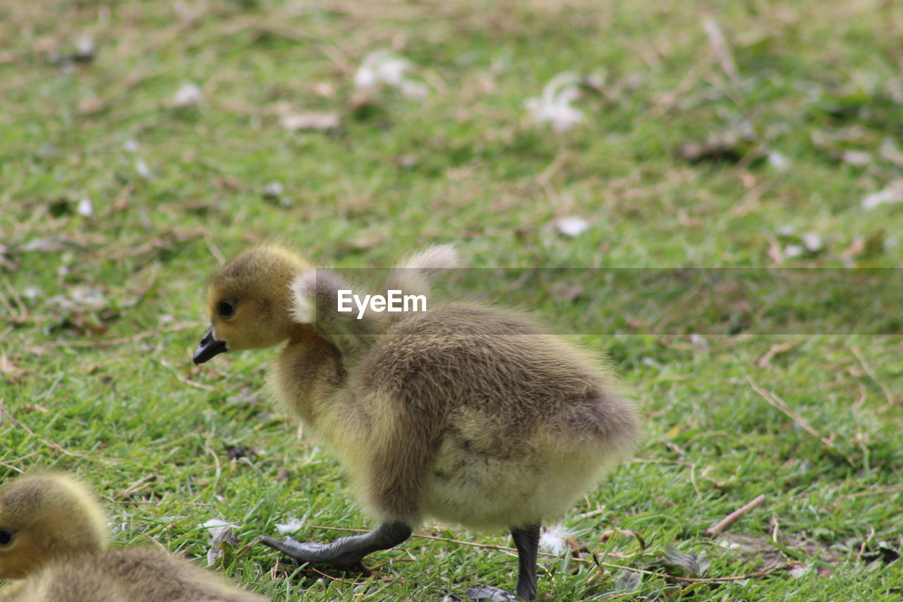 Gosling's in a field