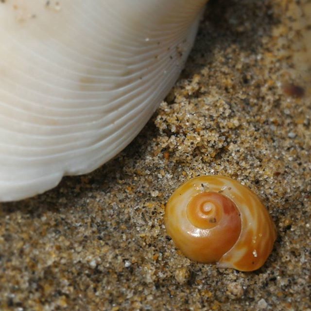 CLOSE-UP OF SNAIL SHELL ON GROUND