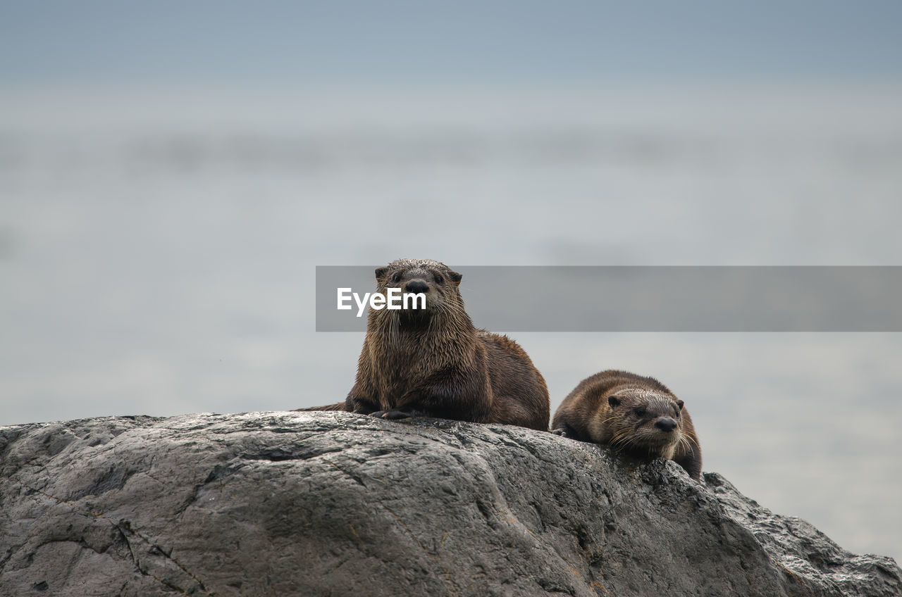 Otters on rock by sea