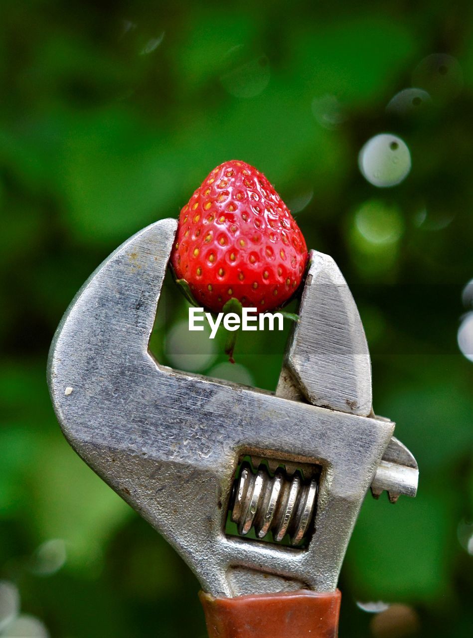 CLOSE-UP OF STRAWBERRY GROWING IN PLATE