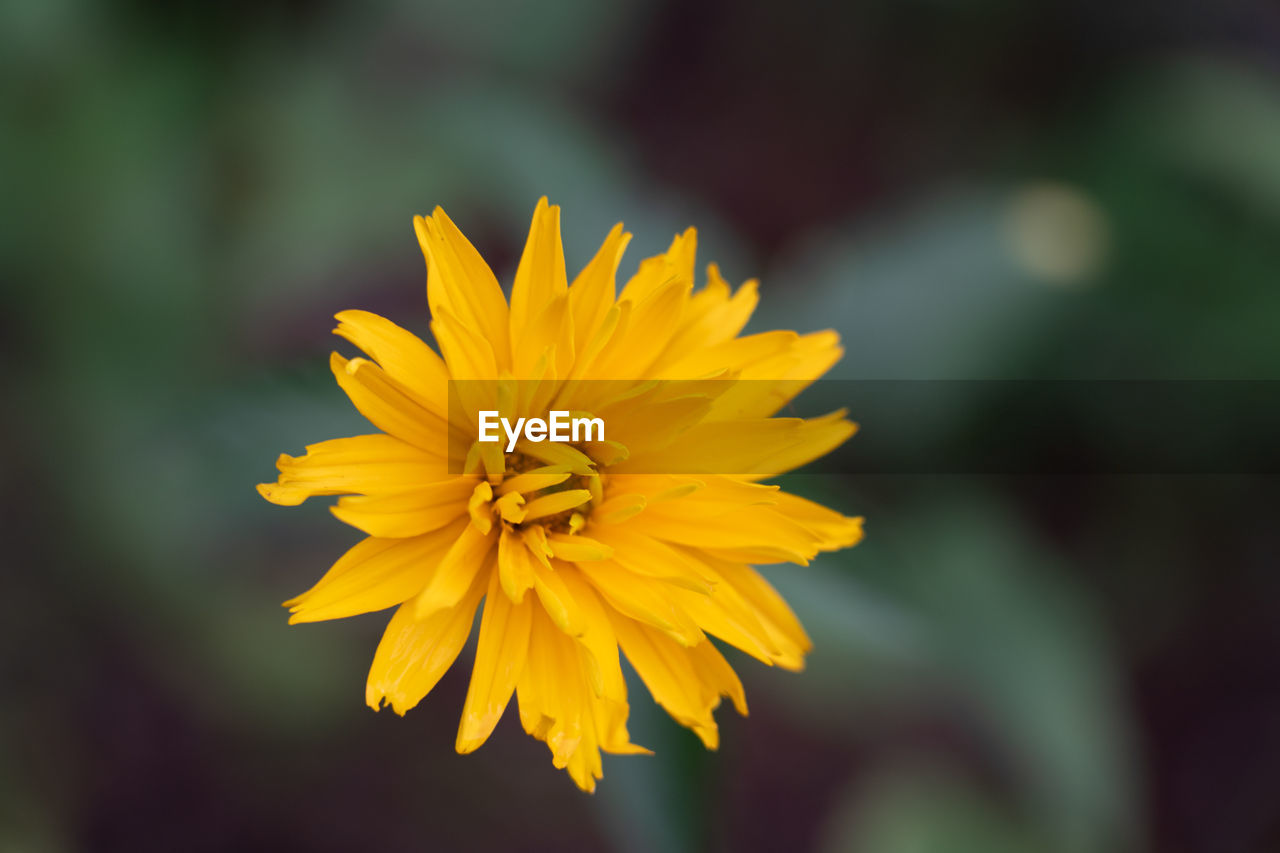 CLOSE-UP OF YELLOW FLOWER ON PLANT