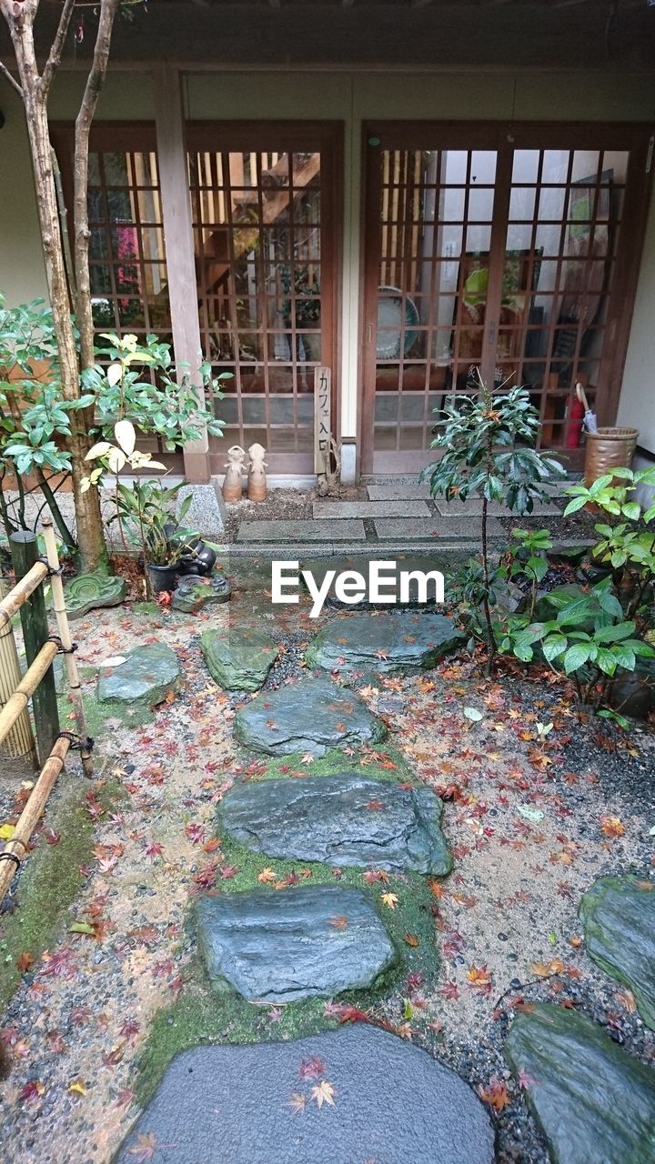 POTTED PLANTS IN YARD