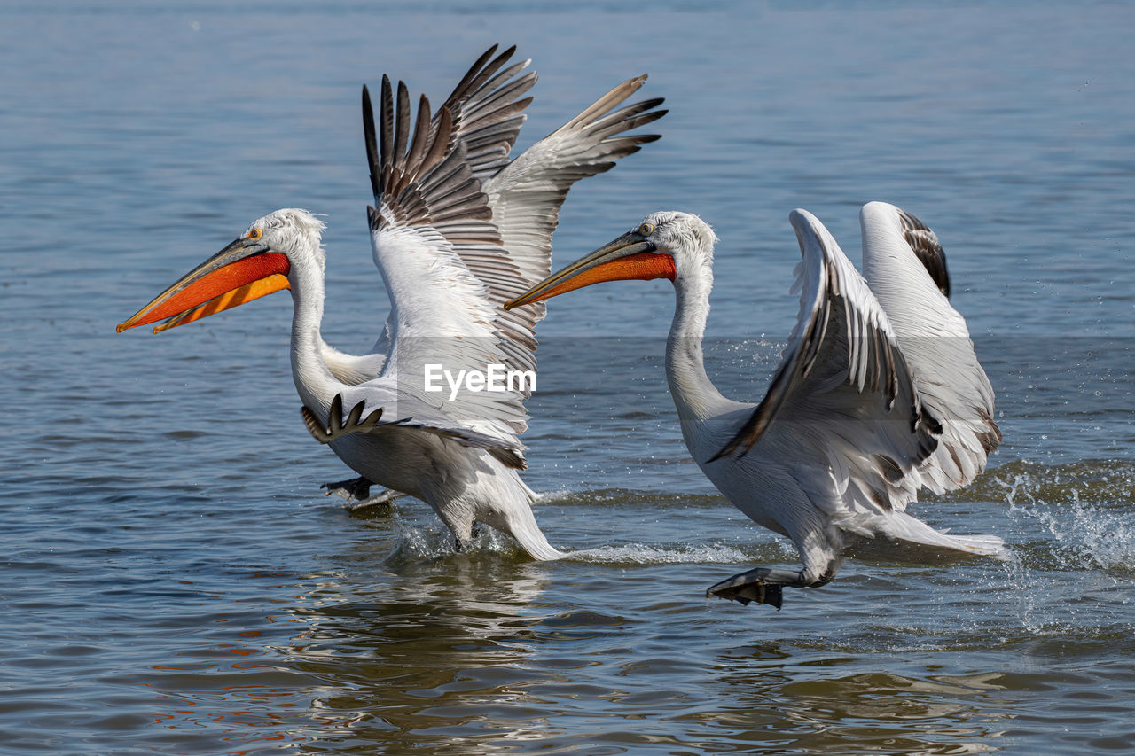 BIRD FLYING OVER LAKE