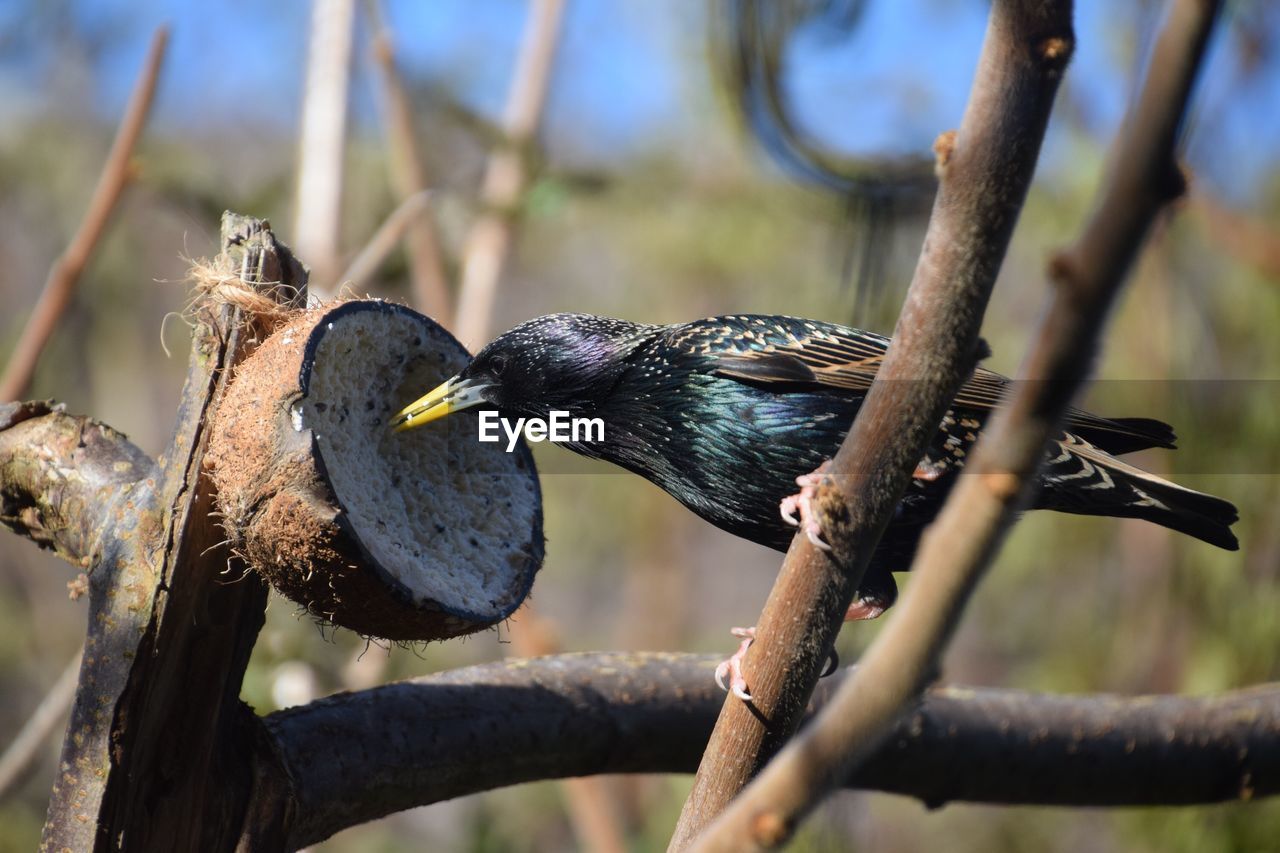 CLOSE-UP OF BIRD PERCHING ON BRANCH