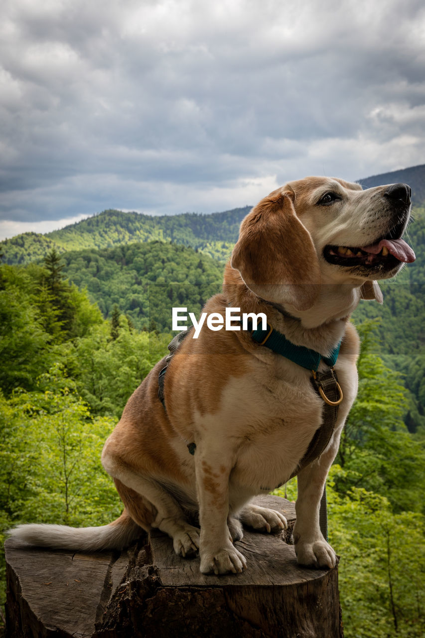 one animal, dog, canine, animal themes, animal, mammal, pet, domestic animals, cloud, sky, no people, nature, collar, sitting, pet collar, plant, day, looking, looking away, facial expression, tree, outdoors, sticking out tongue, mountain