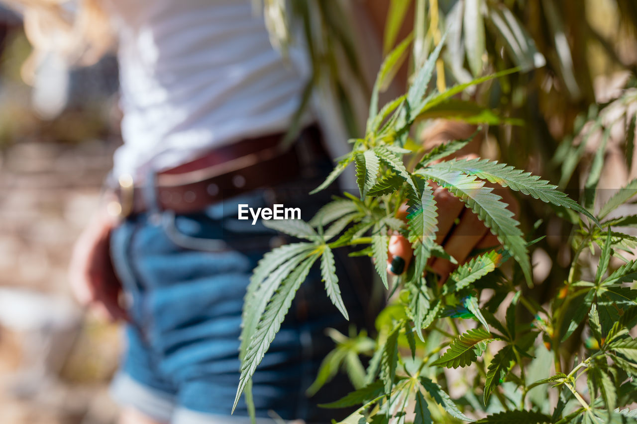 Midsection of woman standing by cannabis plant