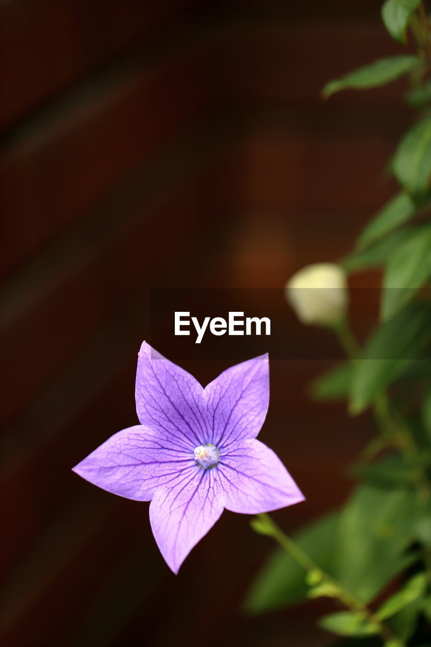 flower, flowering plant, plant, freshness, beauty in nature, petal, macro photography, close-up, flower head, fragility, inflorescence, nature, purple, growth, leaf, no people, plant part, green, focus on foreground, pollen, outdoors, pink, botany