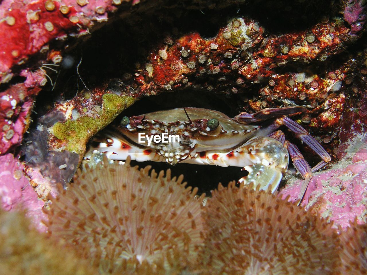 Close-up of crab hiding near corals in sea
