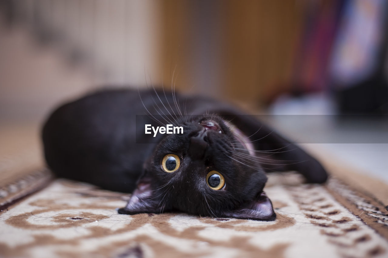 Portrait of cat lying on carpet