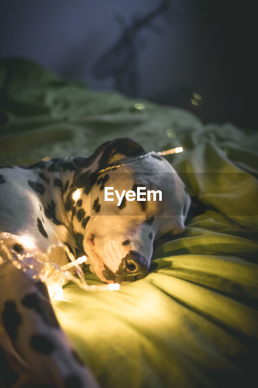 Dalmatian wrapped in string lights resting on bed at home