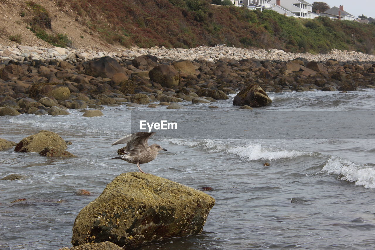 Bird flapping on rock in river