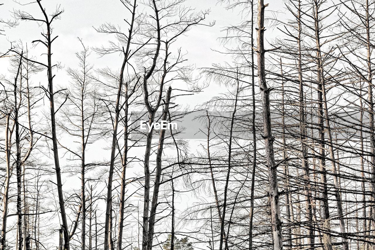 Low angle view of bare trees in forest during winter