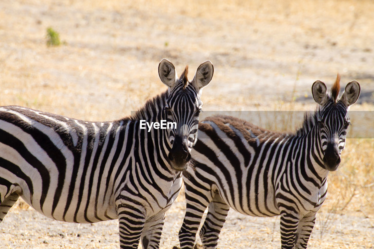 ZEBRAS STANDING ON A ZEBRA OF A A TEMPLE