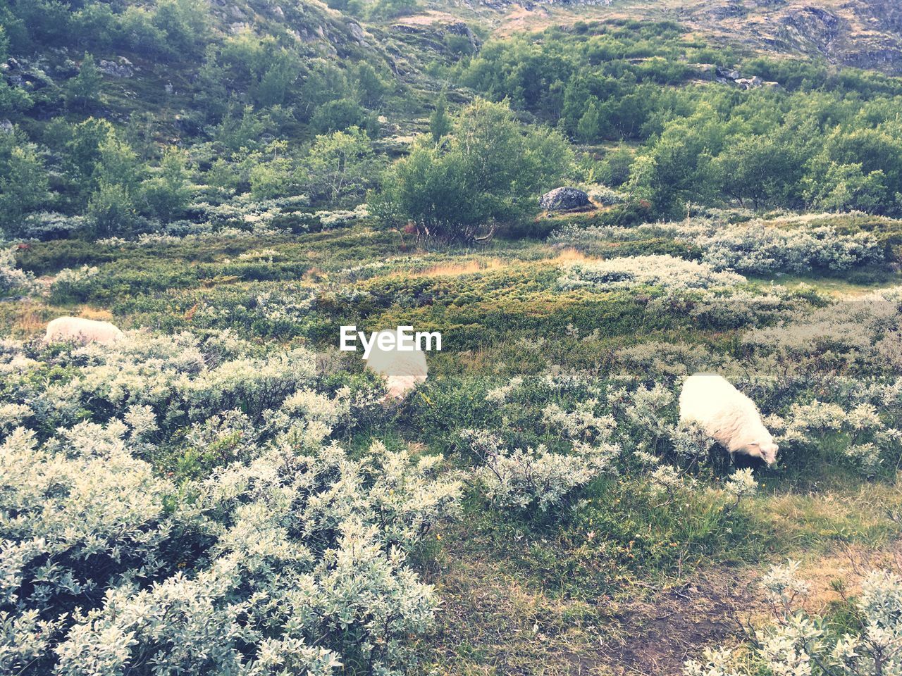 SHEEP GRAZING IN FIELD