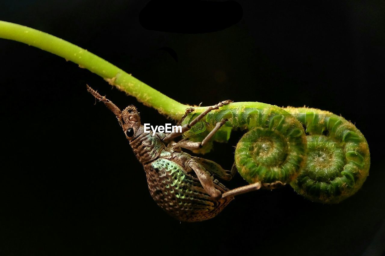 CLOSE-UP OF INSECT ON LEAF