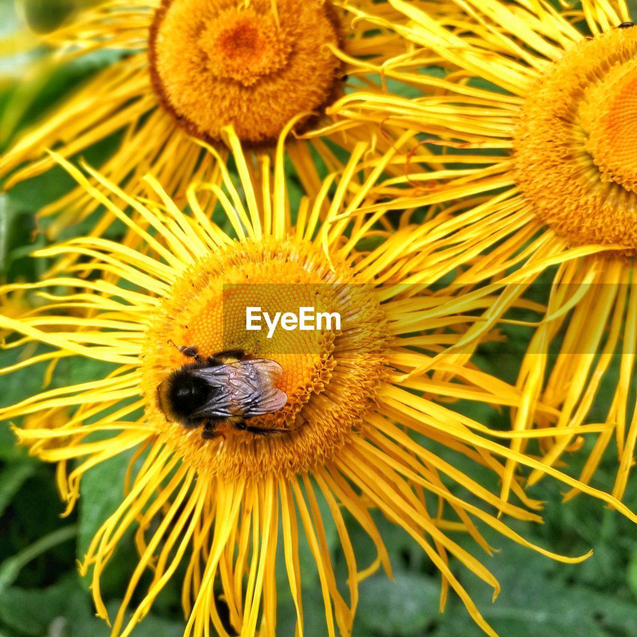 Close-up of honey bee pollinating on flower