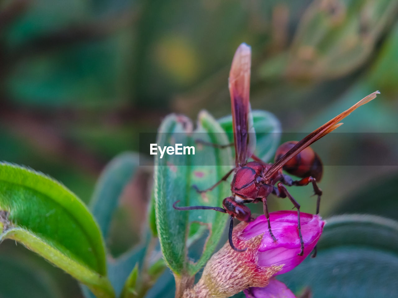 Close-up of wasp on pink flower