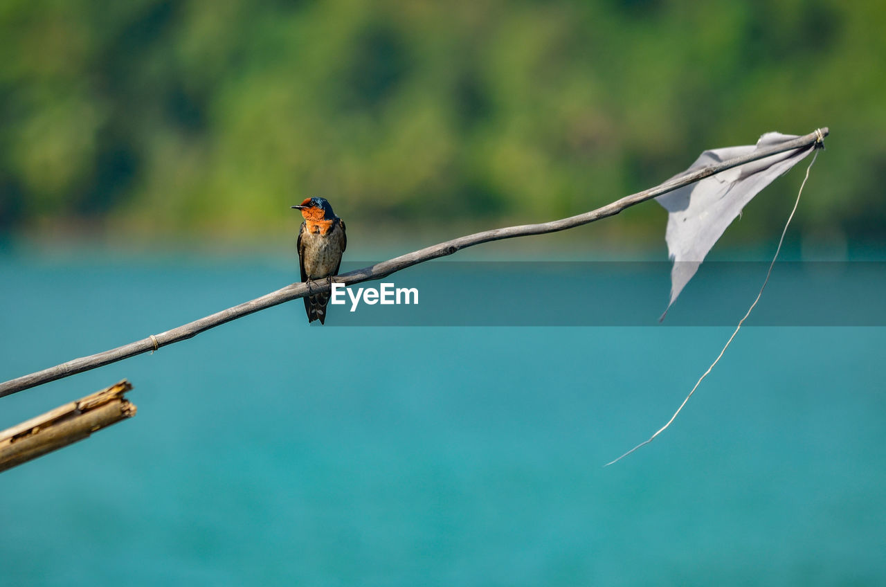 VIEW OF BIRD PERCHING ON TWIG